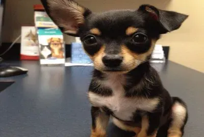 â™¥â™¥â™¥ jigsaw puzzle