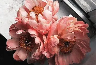 flores jigsaw puzzle