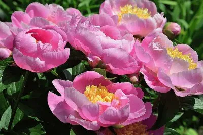 flores jigsaw puzzle