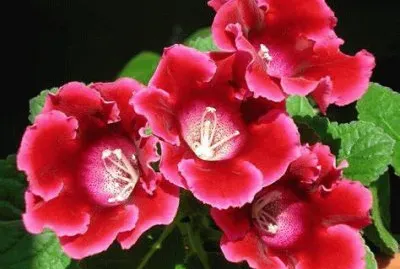 gloxinia jigsaw puzzle