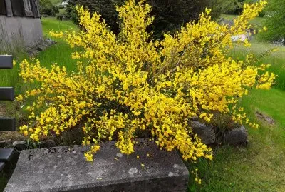 Genets jigsaw puzzle