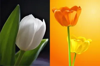 èŠ±æ¨£æ­é… jigsaw puzzle