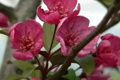 imagem jigsaw puzzle