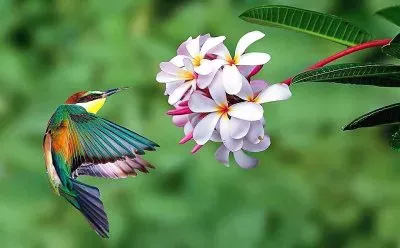 natural jigsaw puzzle