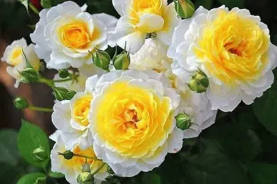 flores jigsaw puzzle