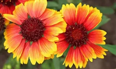 gaillarde jigsaw puzzle