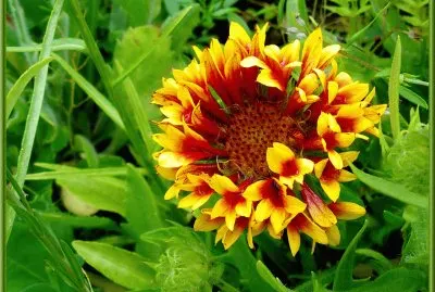 gaillarde jigsaw puzzle