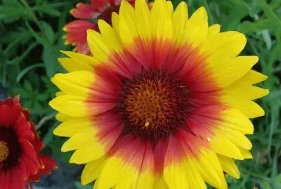 gaillarde jigsaw puzzle