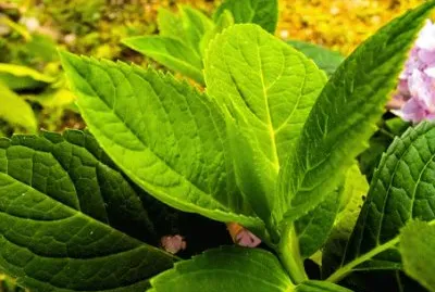 Imagem jigsaw puzzle