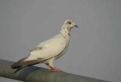 Imagem jigsaw puzzle