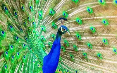 Imagem jigsaw puzzle