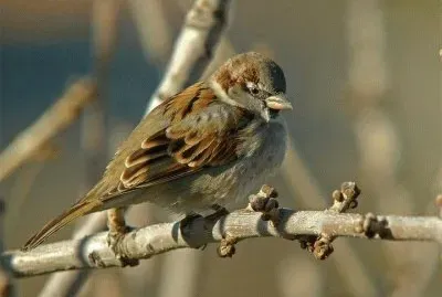 Imagem jigsaw puzzle