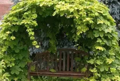 פאזל של Imagem