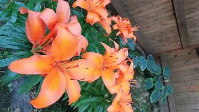 flores jigsaw puzzle