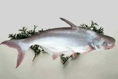 Pangasio