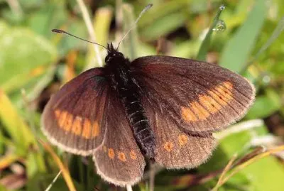 Erebia sudetica