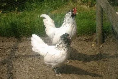 פאזל של Gallina civetta barbuta olandese
