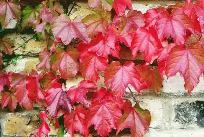 flowers and scenery jigsaw puzzle