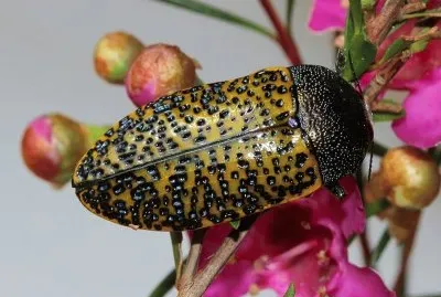 Stigmodera macularia