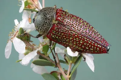 Stigmodera sanguinosa jigsaw puzzle