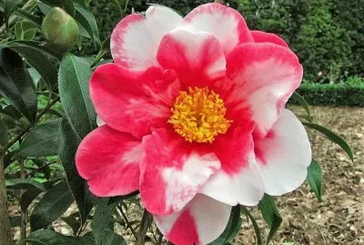 flores