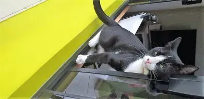 natural jigsaw puzzle