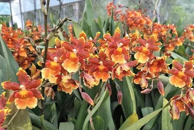 flores jigsaw puzzle