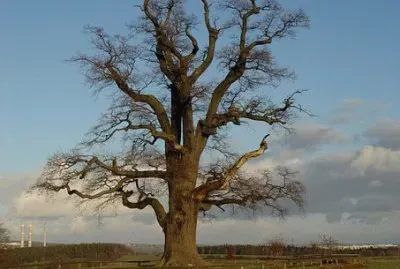 Imagem jigsaw puzzle