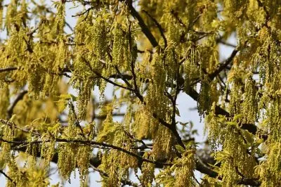 Imagem jigsaw puzzle