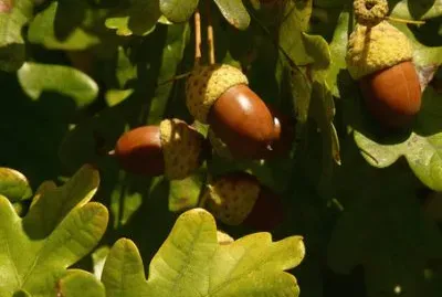 פאזל של Imagem