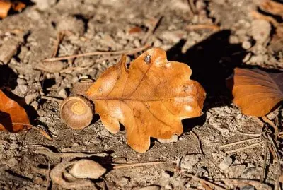 פאזל של Imagem