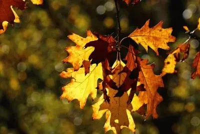 פאזל של Imagem