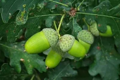 פאזל של Imagem