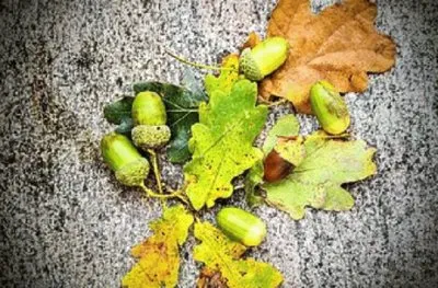 פאזל של Imagem