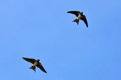 Imagem jigsaw puzzle