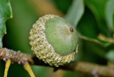 פאזל של Imagem