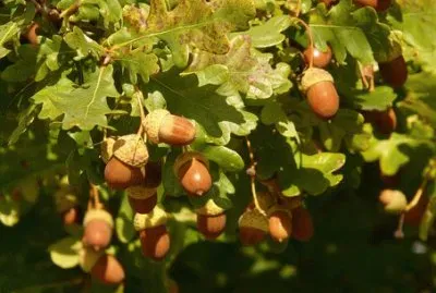 פאזל של Imagem