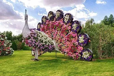 pavo real jigsaw puzzle