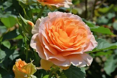 flores jigsaw puzzle