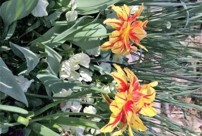 flores jigsaw puzzle