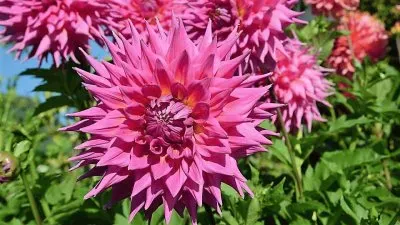 flores jigsaw puzzle