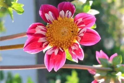 flores