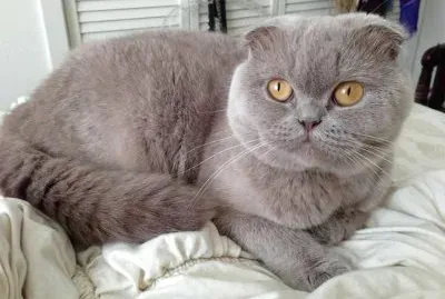 Scottish fold lilac jigsaw puzzle