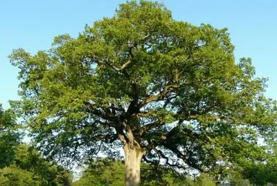 Imagem jigsaw puzzle