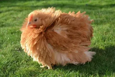 Gallina chabo dal pimaggio arricciato