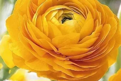 flores