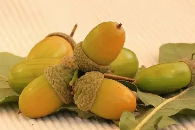 פאזל של Imagem