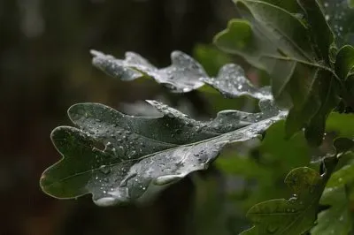 פאזל של Imagem