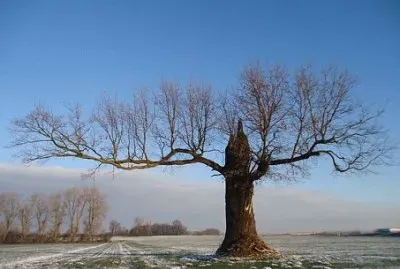 Imagem jigsaw puzzle