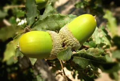 פאזל של Imagem